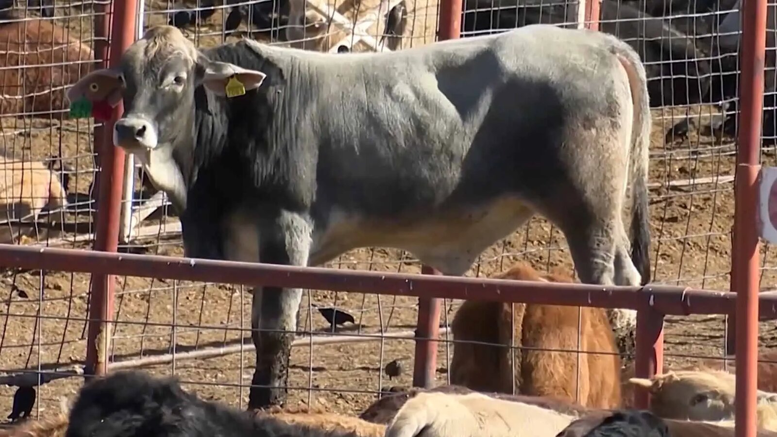 Detectan nuevo caso de gusano barrenador en Zaragoza; Coahuila suma 15 activos