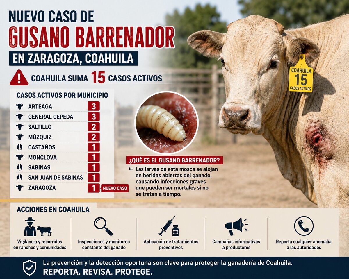 Gusano barrenador