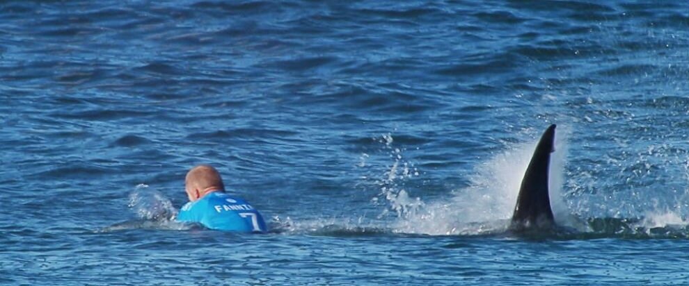 Interrumpen el campeonato mundial de surf en Nueva Zelanda por un ataque de foca