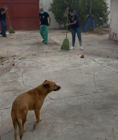 Autoridades y centros de rehabilitación suman esfuerzos para proteger el bienestar animal
