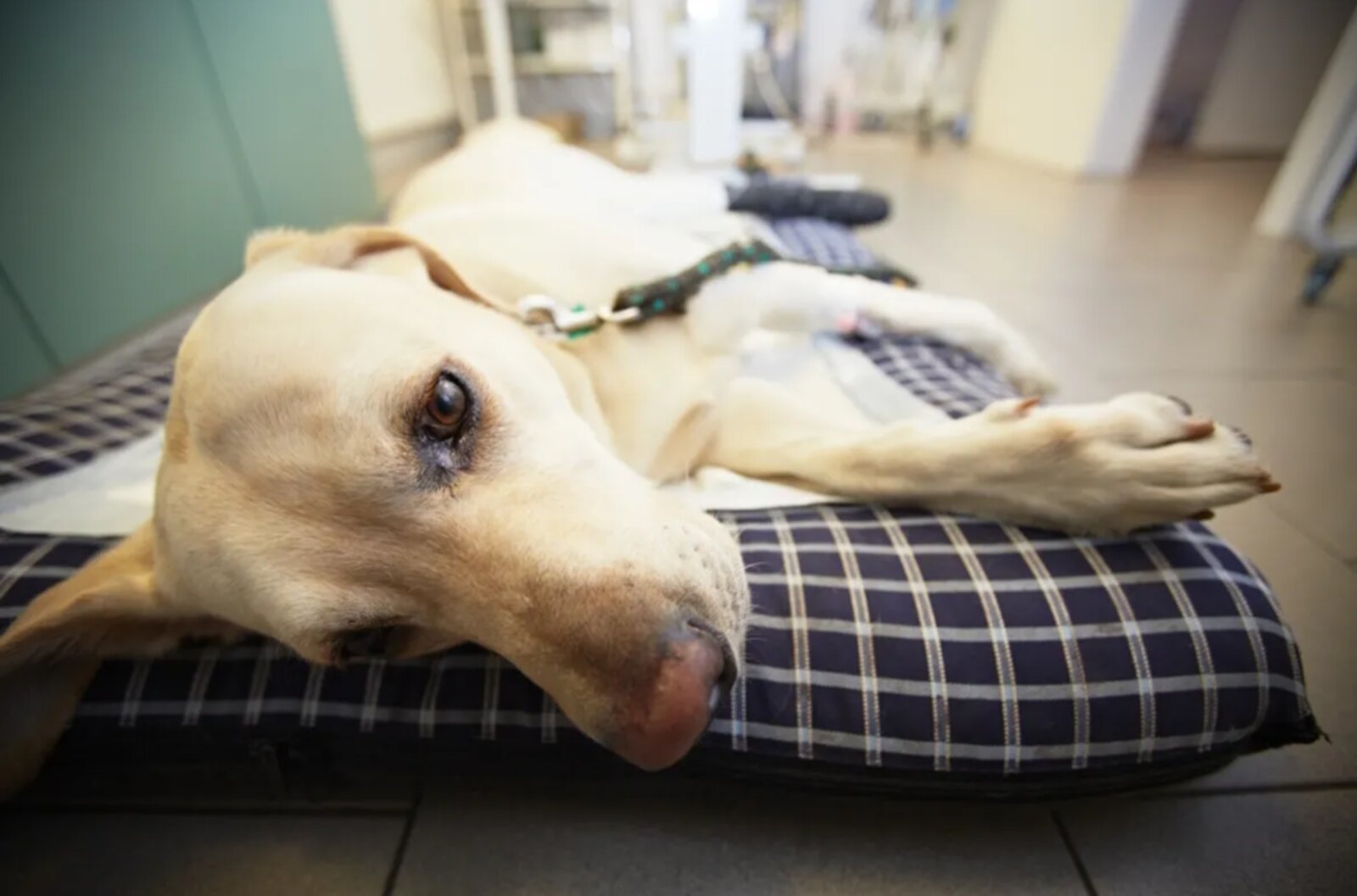 Veterinarios alertan por incremento de rickettsiosis en mascotas de Múzquiz