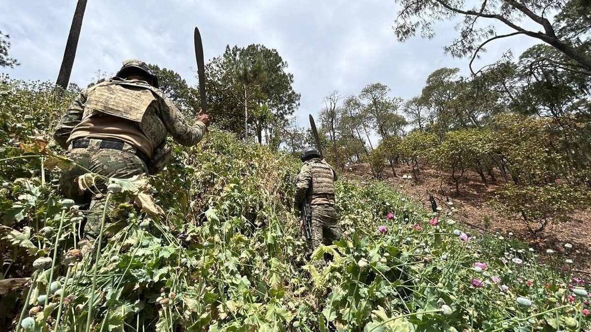 Semar localiza y destruye 37 plantíos de amapola ligados al CJNG en Nayarit