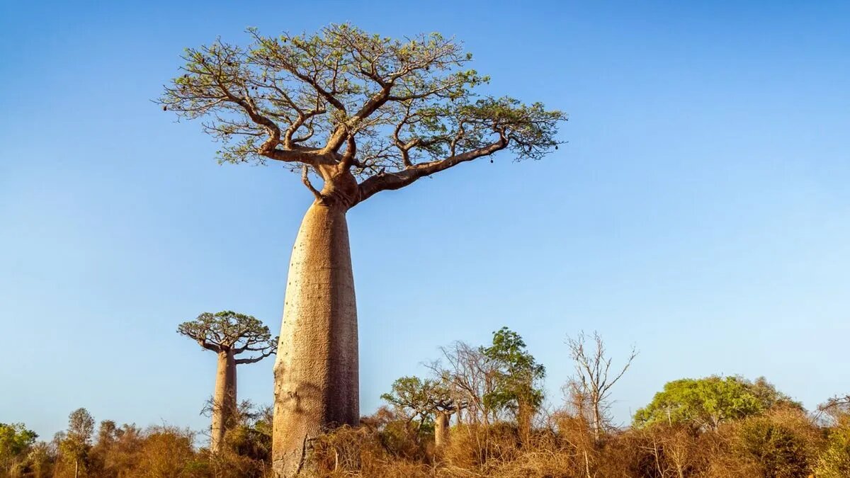 Baobab, el árbol africano que puede vivir miles de años