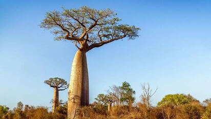 virales Baobab, el árbol africano que puede vivir miles de años