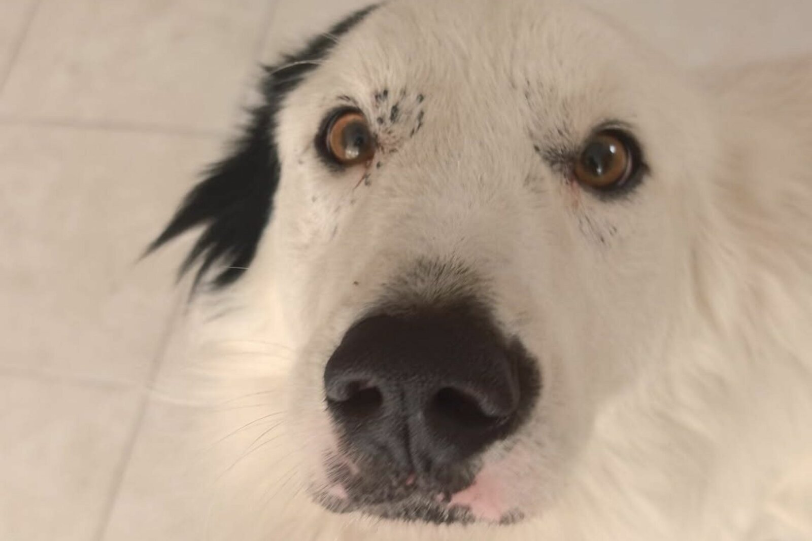 Perrito rescatado en el centro de Monclova busca hogar