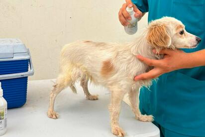 El municipio de Frontera inició un operativo gratuito de baño garrapaticida para mascotas en colonias, como medida preventiva contra garrapatas