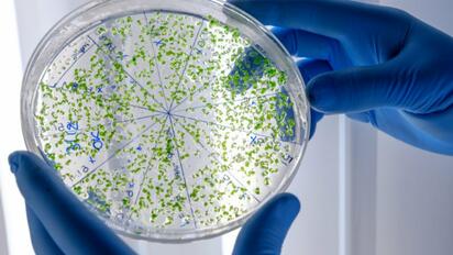 Estudio revela presencia de bacteria hospitalaria en perros y aguas residuales