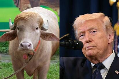 BANGLADESH Un búfalo albino bautizado como Donald Trump fue salvado del sacrificio en Bangladesh tras hacerse viral y atraer multitudes durante festividades musulmanas