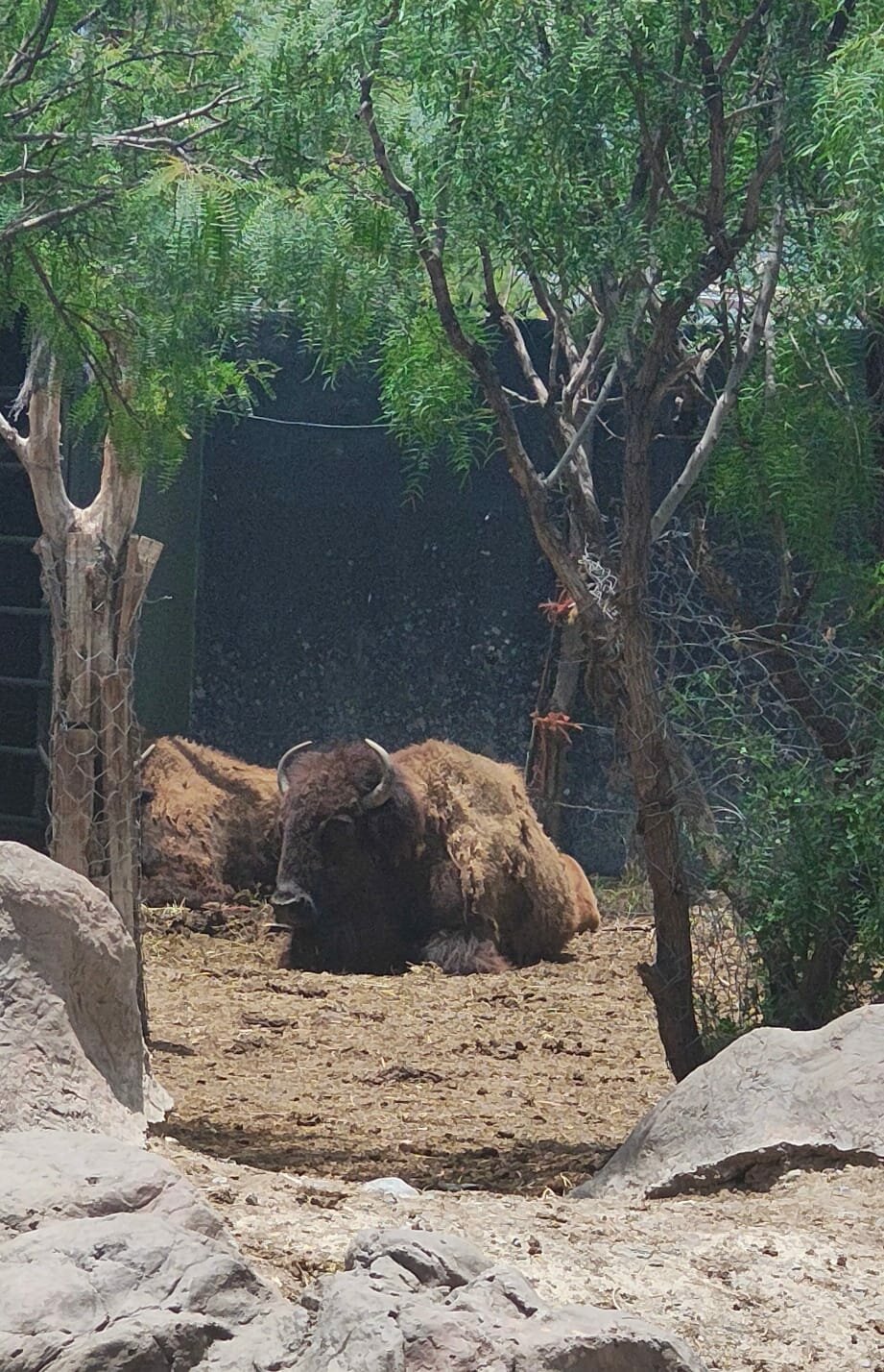 El bisonte americano restaura el ecosistema en Cuatro Ciénegas