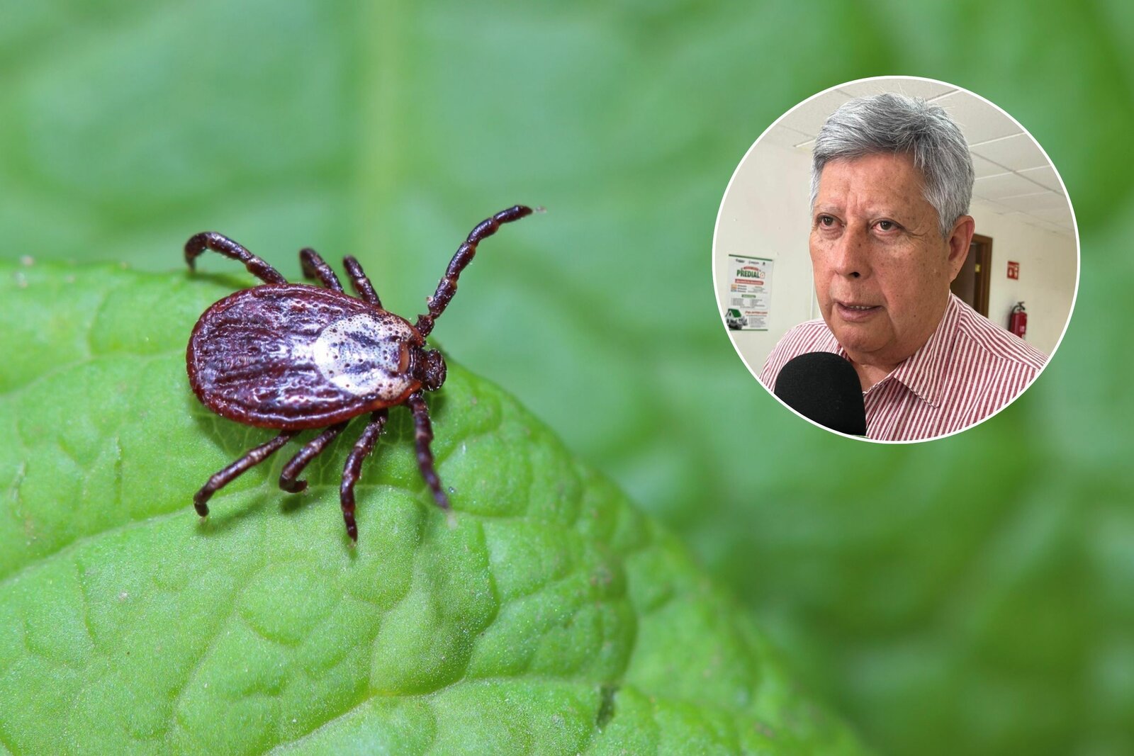 Reportan 8 casos positivos de rickettsiosis en vectores detectados en Monclova