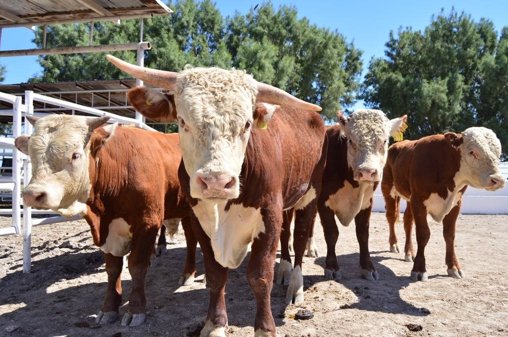 Gusano barrenador avanza hacia el norte de Coahuila