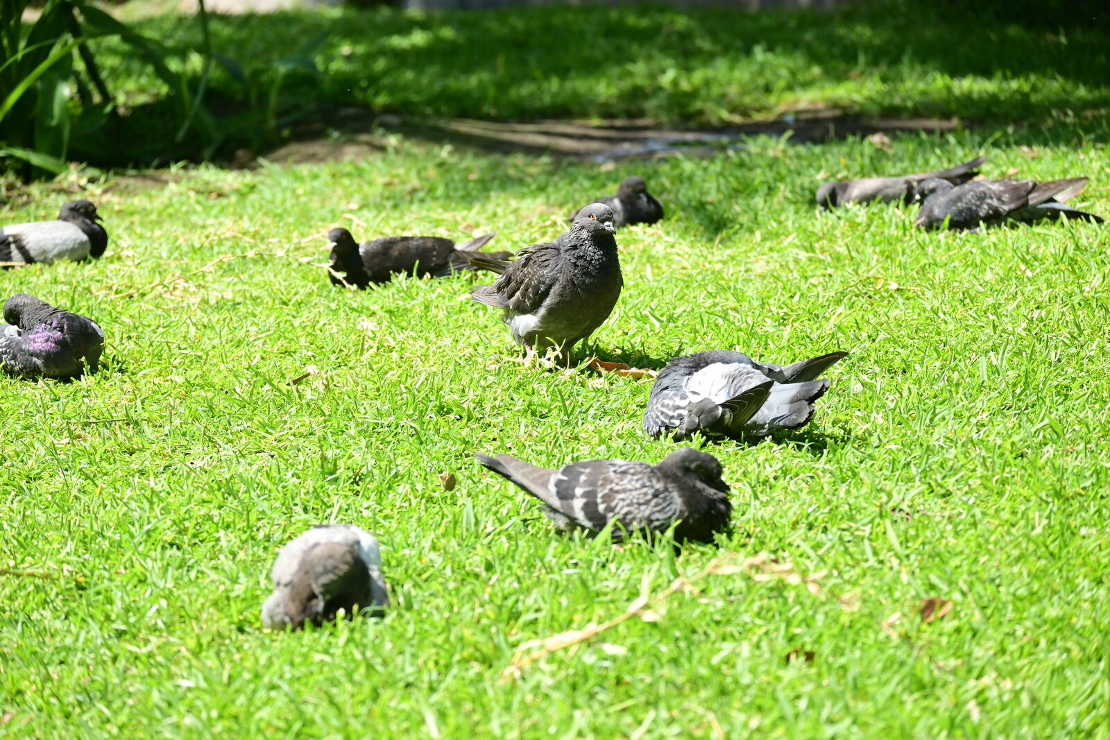 Palomas permanecen como parte del paisaje urbano en Monclova
