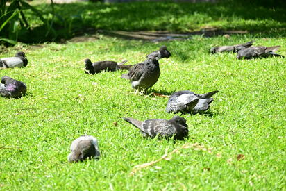 Las palomas continúan siendo una presencia constante en plazas, banquetas y distintos espacios públicos de Monclova, donde diariamente conviven