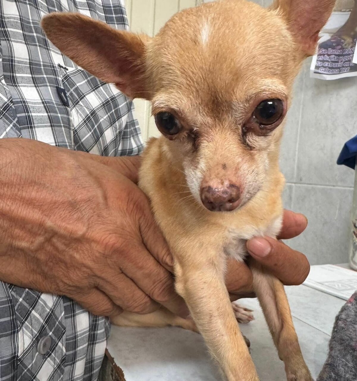 Centro de Control Canino de Torreón prioriza la tenencia responsable de animales y las acciones de salud pública