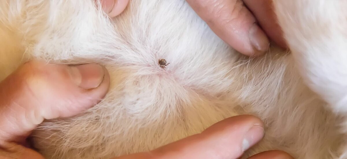 Bienestar Animal hace llamado a prevenir la rickettsia tras fallecimiento de menor en Monclova
