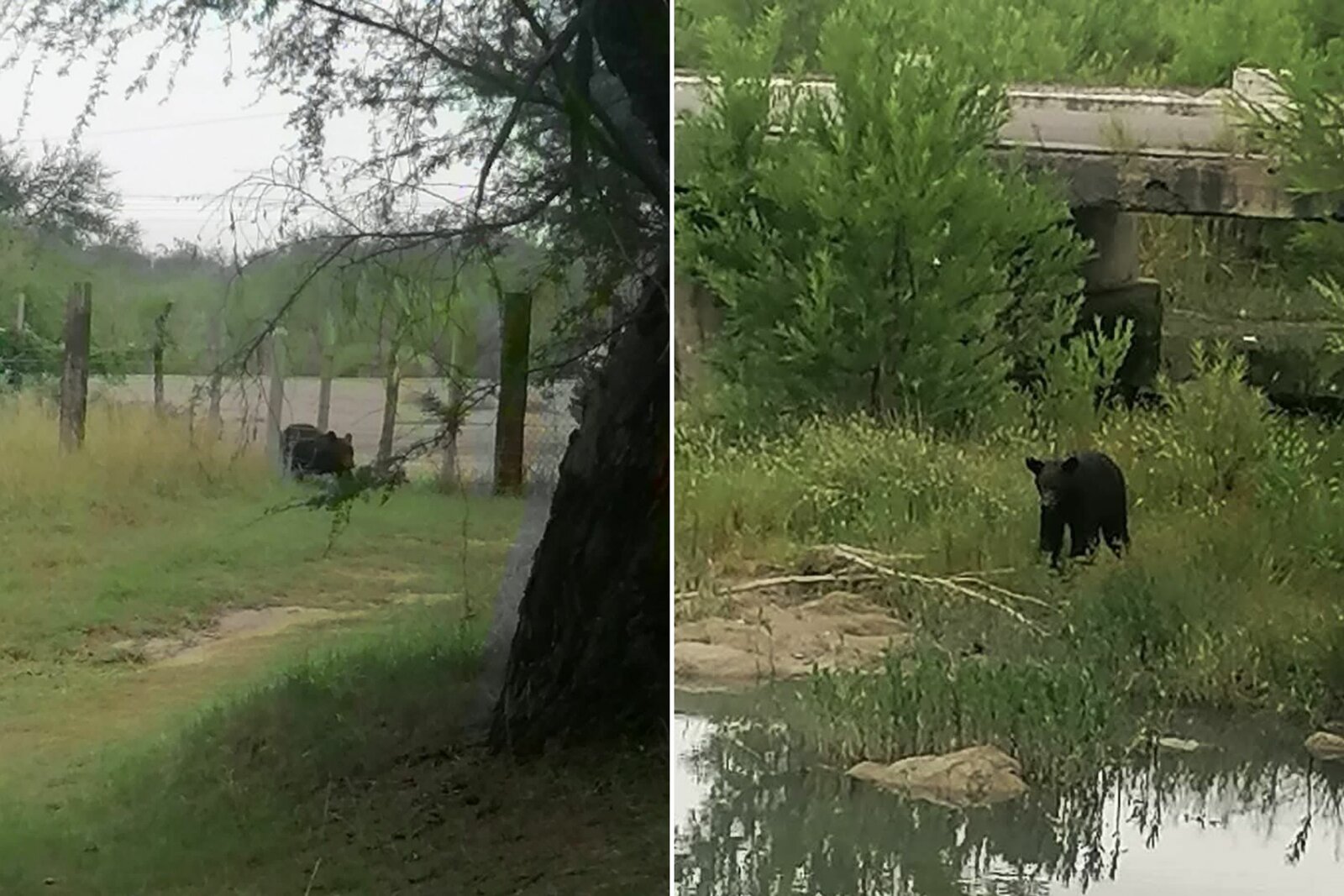 Moviliza presencia de oso a corporaciones de emergencia en San Juan de Sabinas