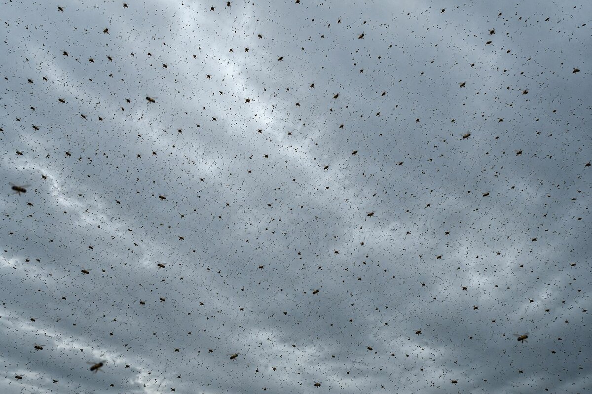 Aumentan reportes de enjambres de abejas en distintas zonas de Múzquiz