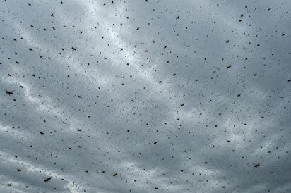 Aumentan reportes de enjambres de abejas en distintas zonas de Múzquiz