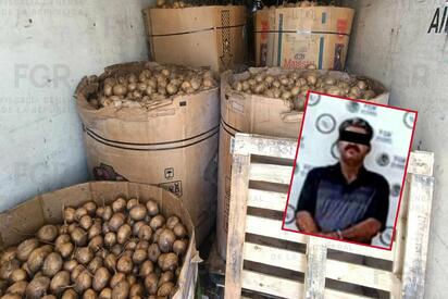 La FGR aseguró 916 kilogramos de presunta metanfetamina ocultos en un tractocamión cargado con jícamas en Durango y detuvo al conductor durante un operativo.