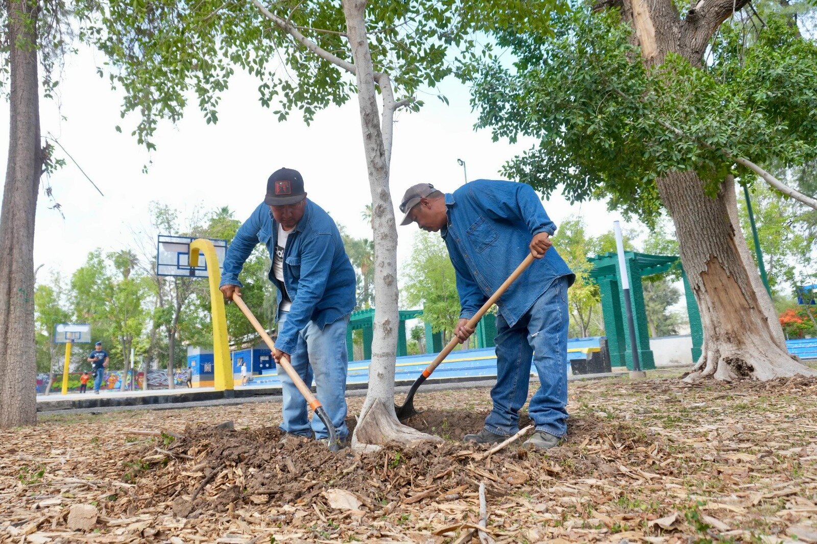 Realizan trabajos previos de reforestación en el Bosque Venustiano Carranza; plantarán más de mil árboles