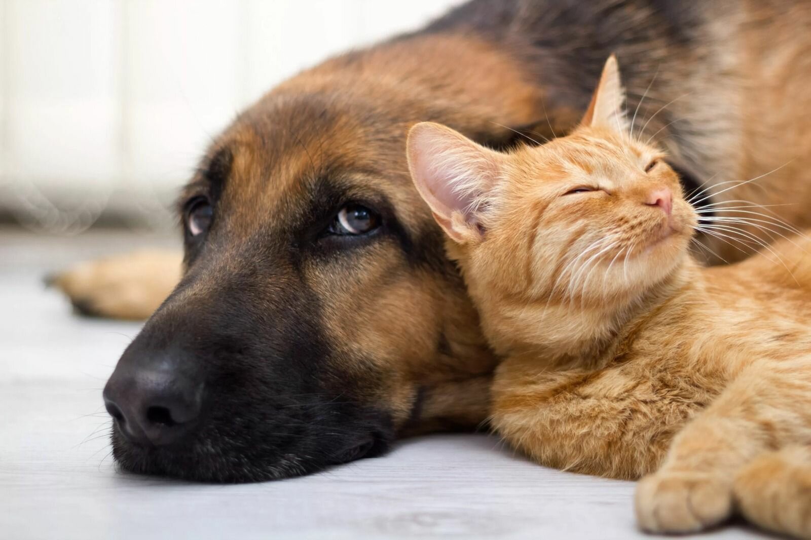 Autoridades llaman a extremar cuidados de mascotas ante mayor vulnerabilidad a enfermedades en Monclova