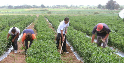 Sector agroalimentario pide mantener sin cambios el T-MEC