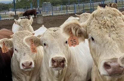 Gusano barrenador sigue expandiéndose en Coahuila