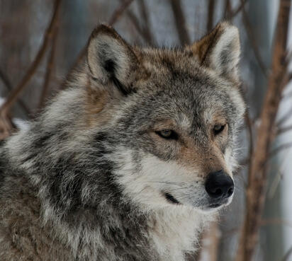 Proyectan regreso del lobo gris mexicano a Coahuila