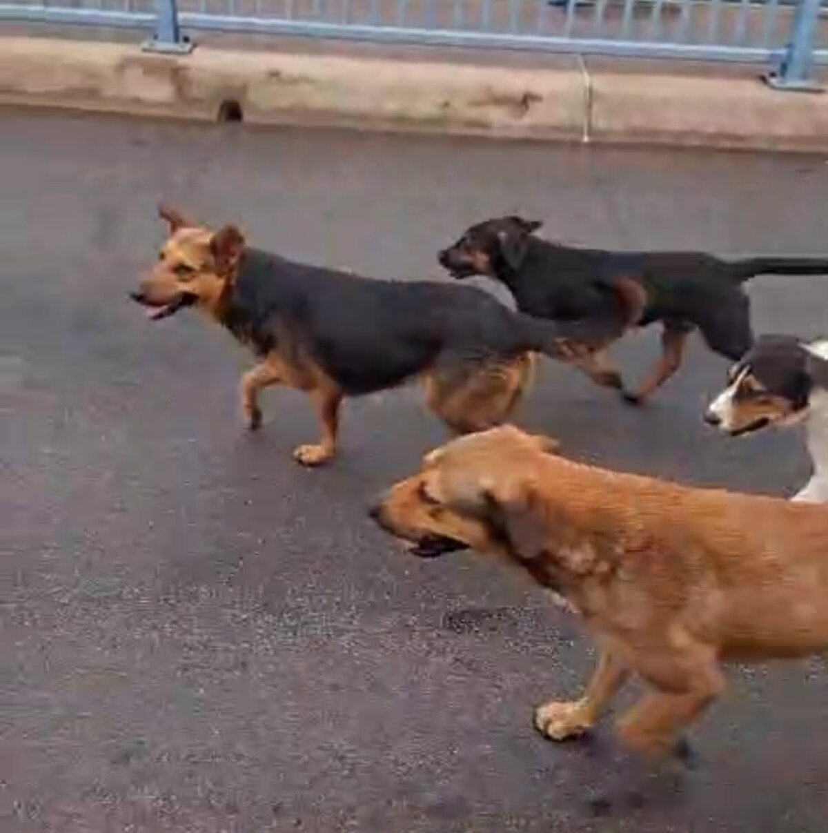 VIRAL Un grupo de perros callejeros fue captado mientras deambulaba sobre el Puente Internacional Número I que conecta a Piedras Negras con Eagle Pass, situación
