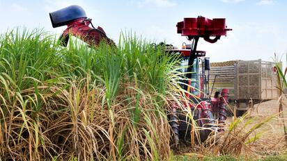 Mercado del azúcar repunta ante menor producción esperada en Brasil