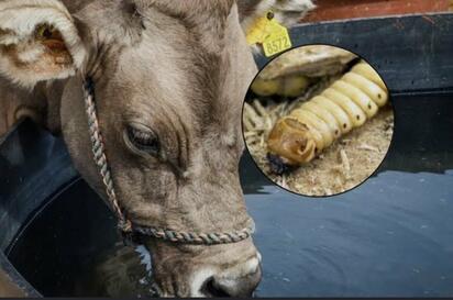 Reaparece el gusano barrenador en Estados Unidos tras casi 60 años sin casos