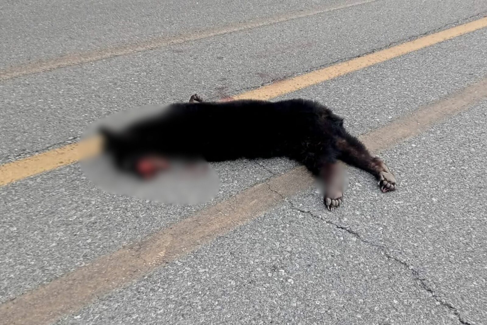 Muere osezno tras ser arrollado en la Carretera Federal 30