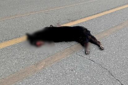 Muere osezno tras ser arrollado en la Carretera Federal 30