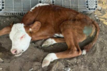 Un recién nacido presentó grave infestación de gusano barrenador en extremidad, evolucionando rápidamente hasta provocar su fallecimiento tras complicaciones