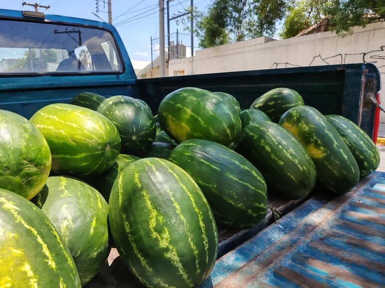 Lerdo apoyará con 3 mil pesos a productores de sandía