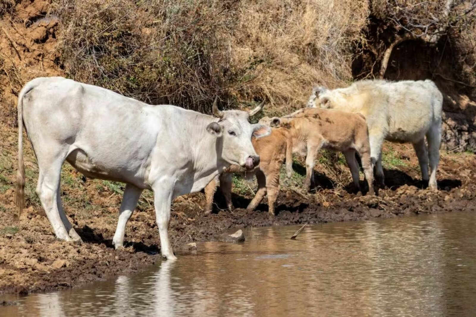 Texas suma cuatro casos de gusano barrenador y declara emergencia