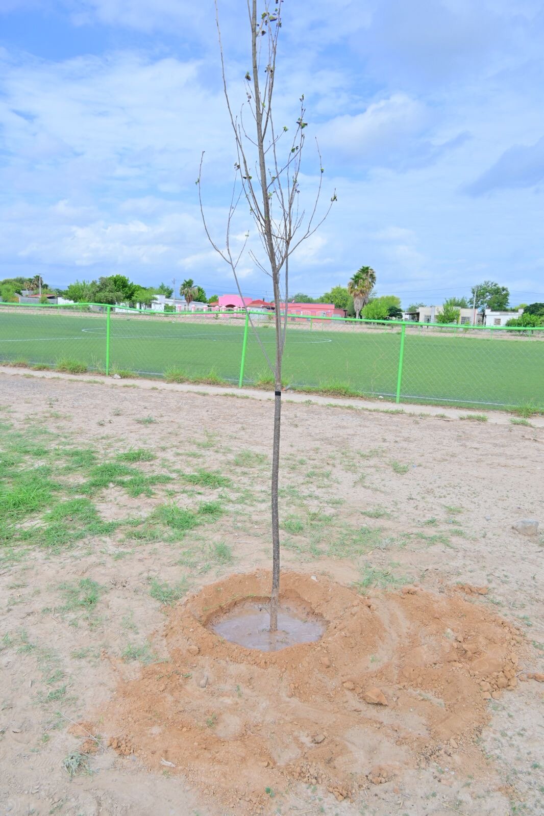 siembra de árboles
