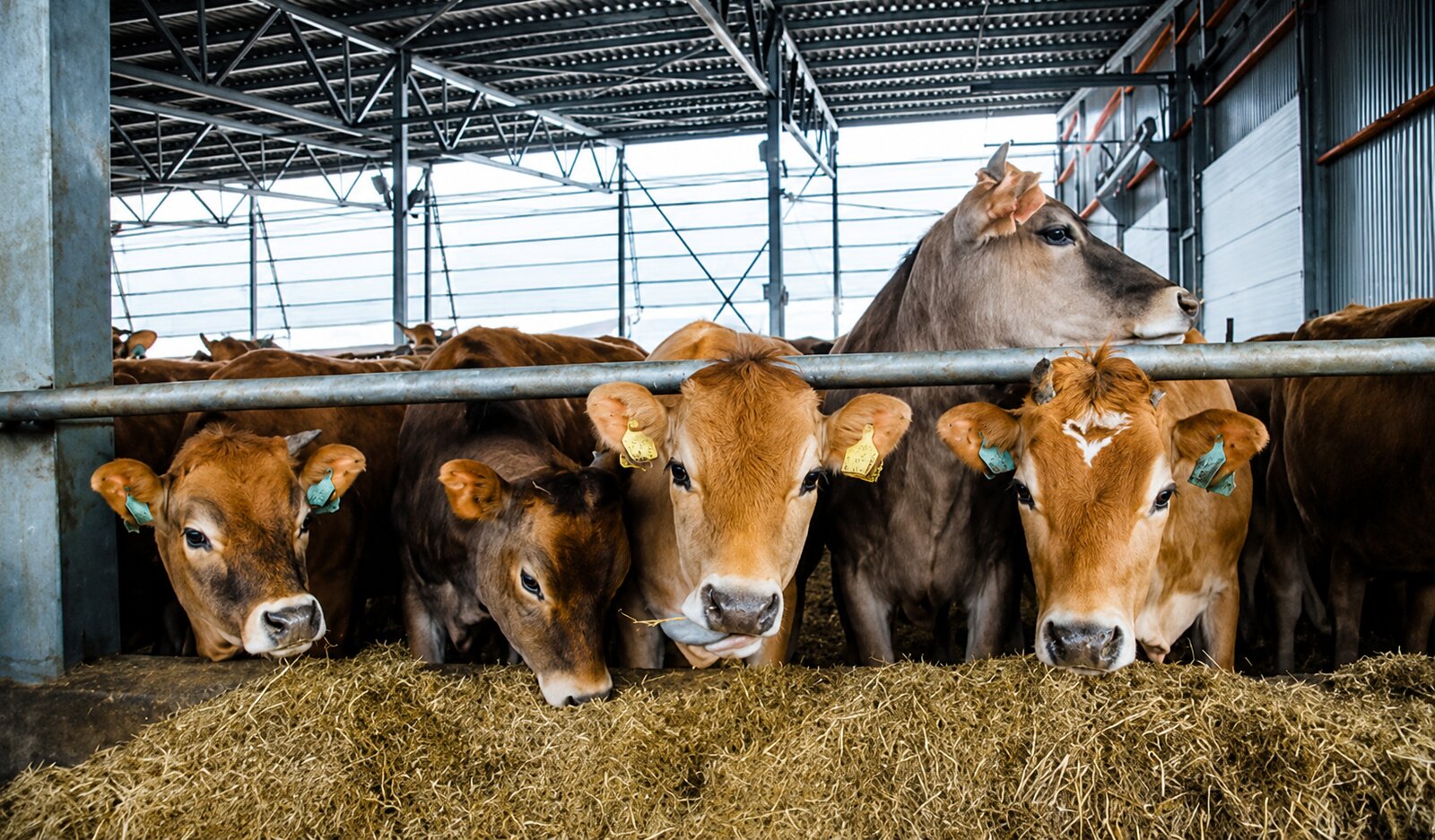 Ganaderos alertan riesgo por desplazamiento de carne mexicana