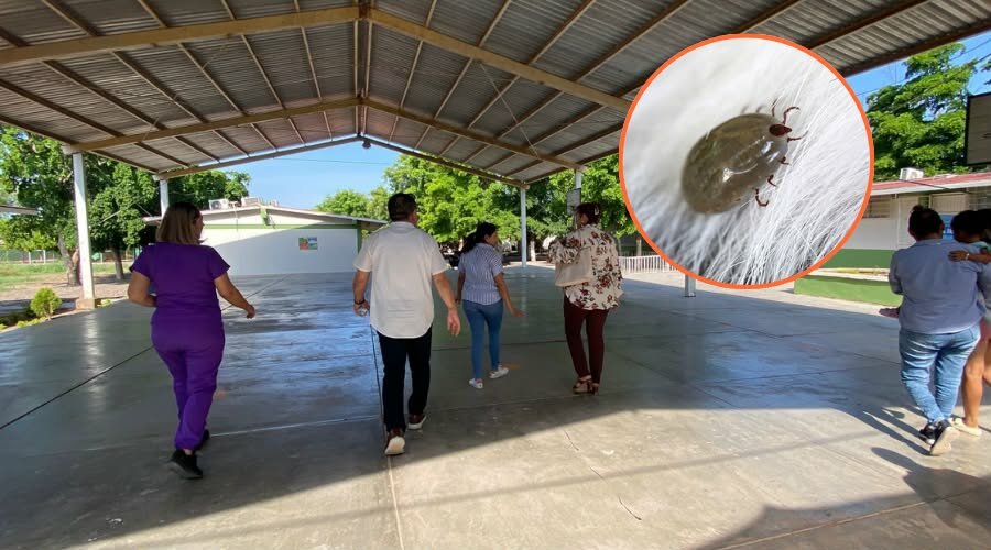 Fumigan planteles por presencia de garrapatas