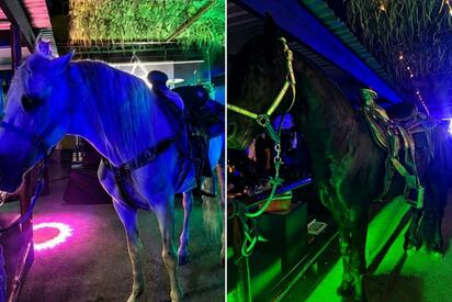 Inspección y Verificación actúa contra prácticas irregulares y protege el bienestar animal