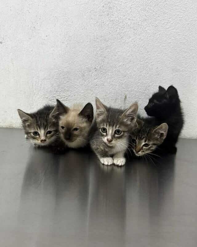Buscan hogar para cinco gatitos resguardados por Bienestar Animal en Monclova