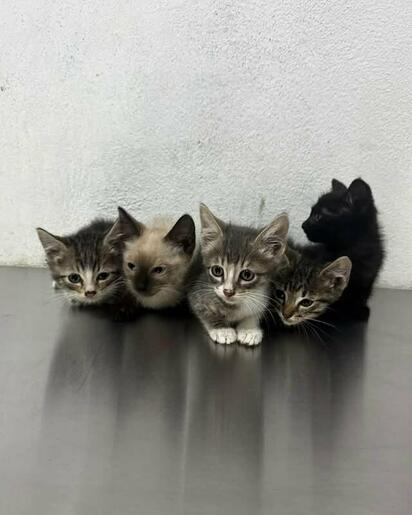 Buscan hogar para cinco gatitos resguardados por Bienestar Animal en Monclova