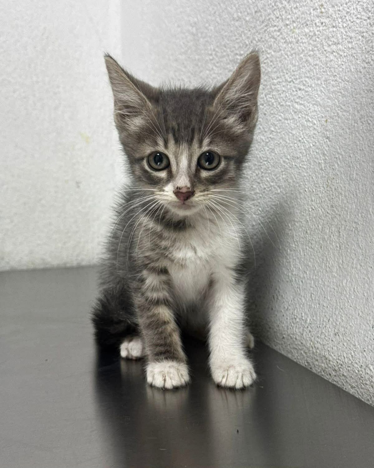 Adopción