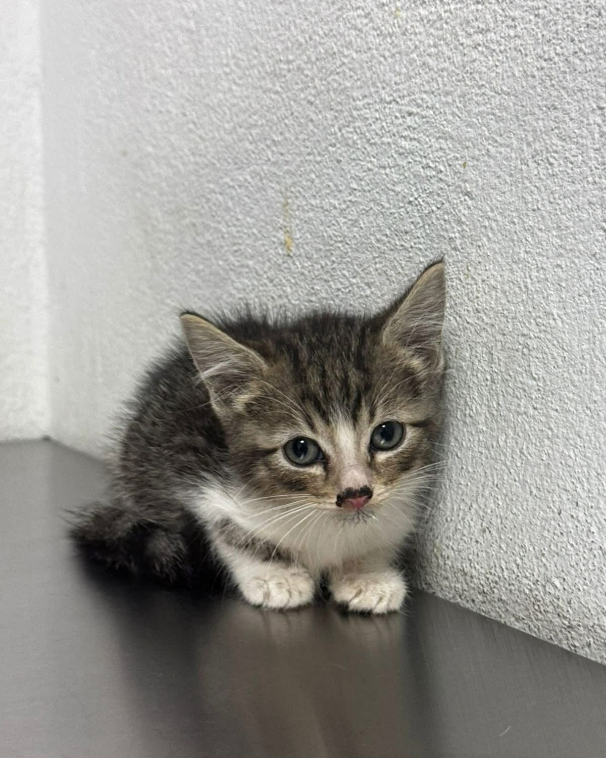 Adopción