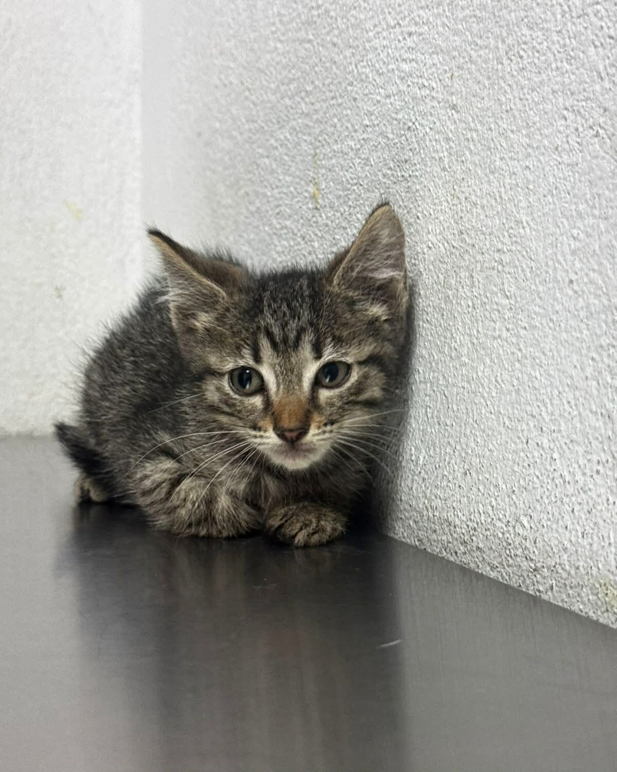 Adopción