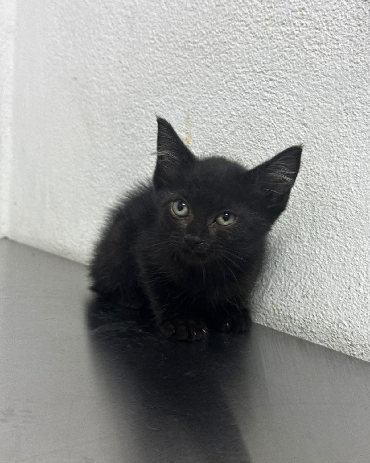 Adopción