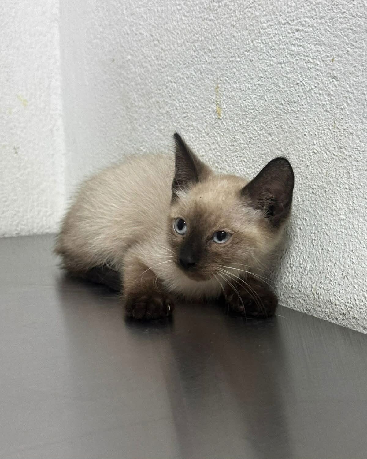 Adopción
