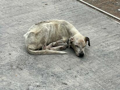 ANIMALES Cuando un perro o gato tiene propietario y no atiende su salud, alimentación o higiene, se incurre en vulnerar el bienestar del animal y representa riesgos