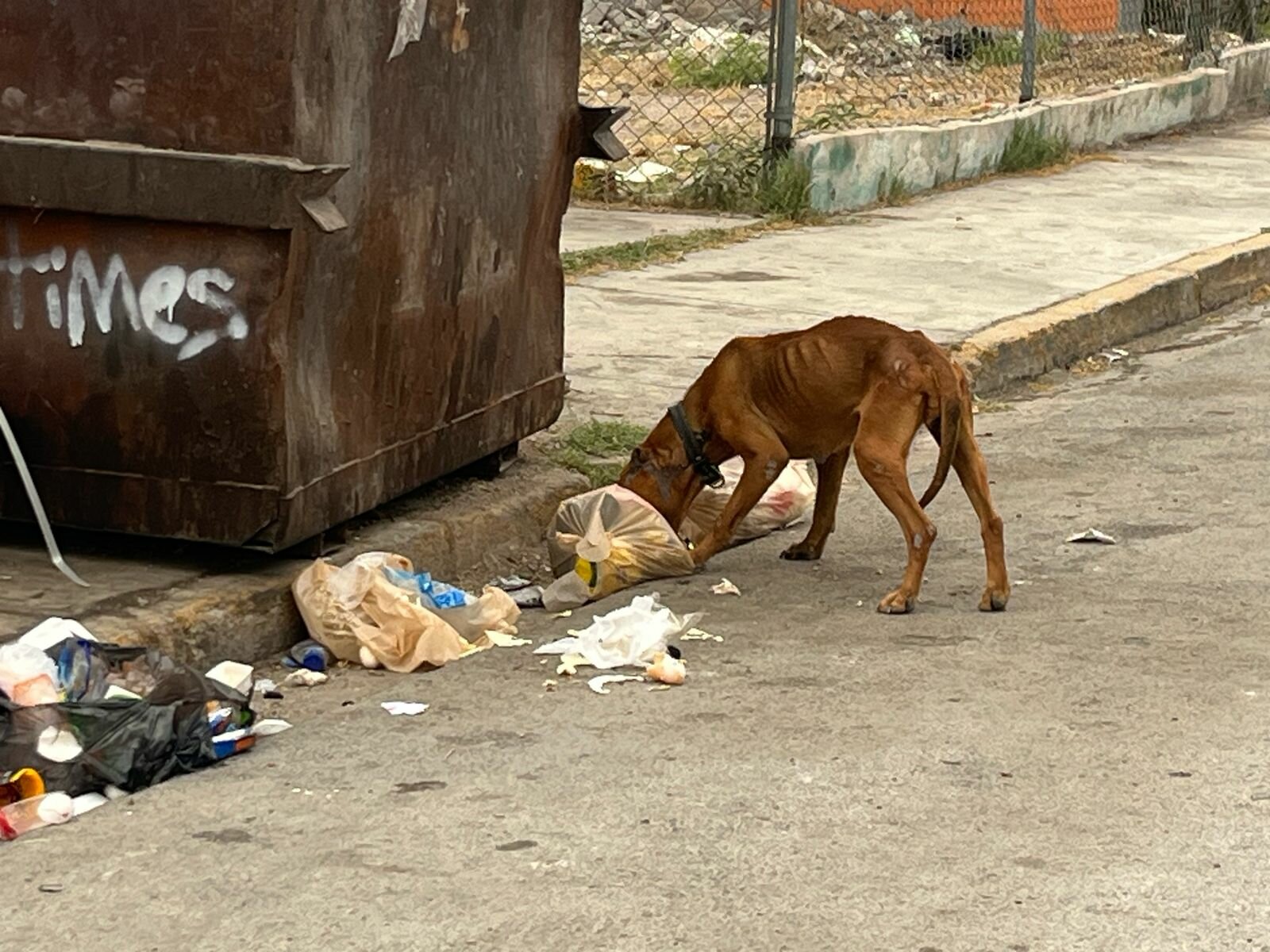 Animales