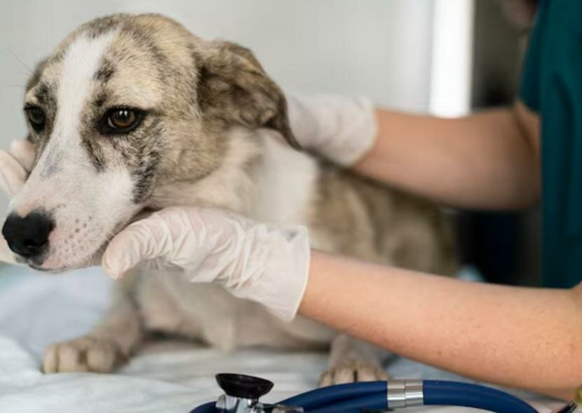Viajeros alertan sobre revisiones sanitarias más estrictas para cruzar mascotas por la frontera de  Eagle Pass a Piedras Negras